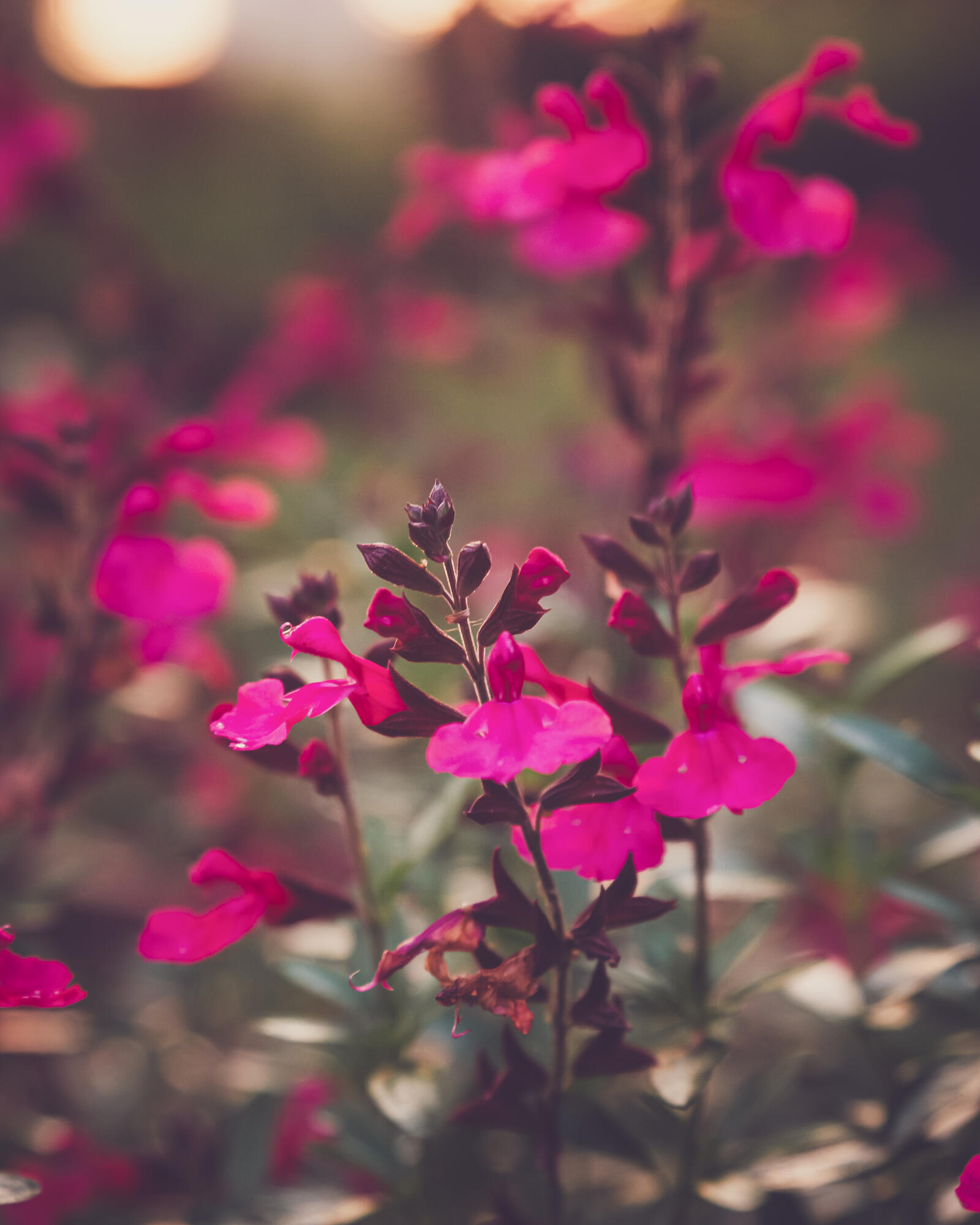 Бесплатное фото Нежные розовые цветочки