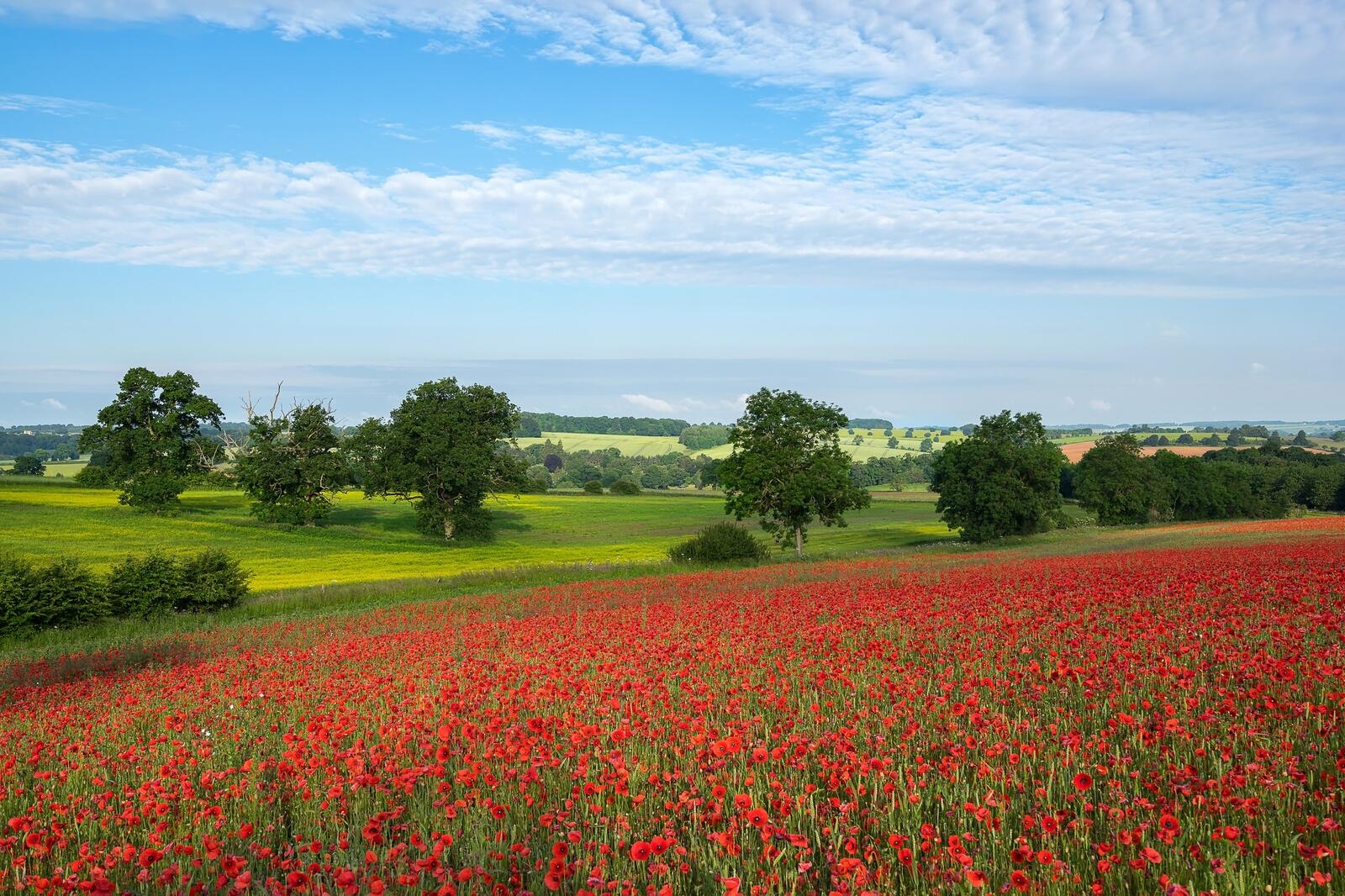 Free photo A beautiful field of red poppies