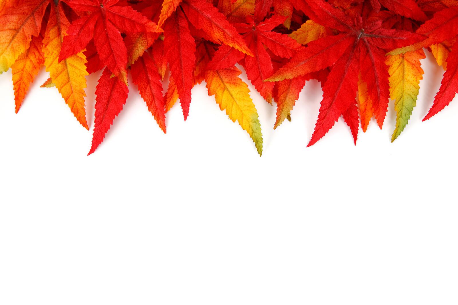 Бесплатное фото Необычные листики красного цвета