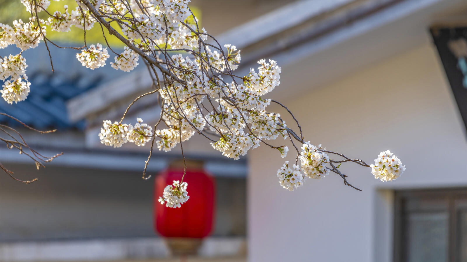 Бесплатное фото Обои цветение сакуры