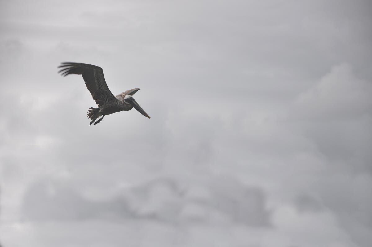 A gray photo of a flying pelican