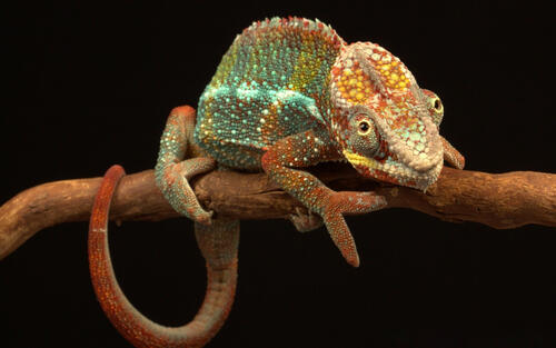 A chameleon clinging to a branch.