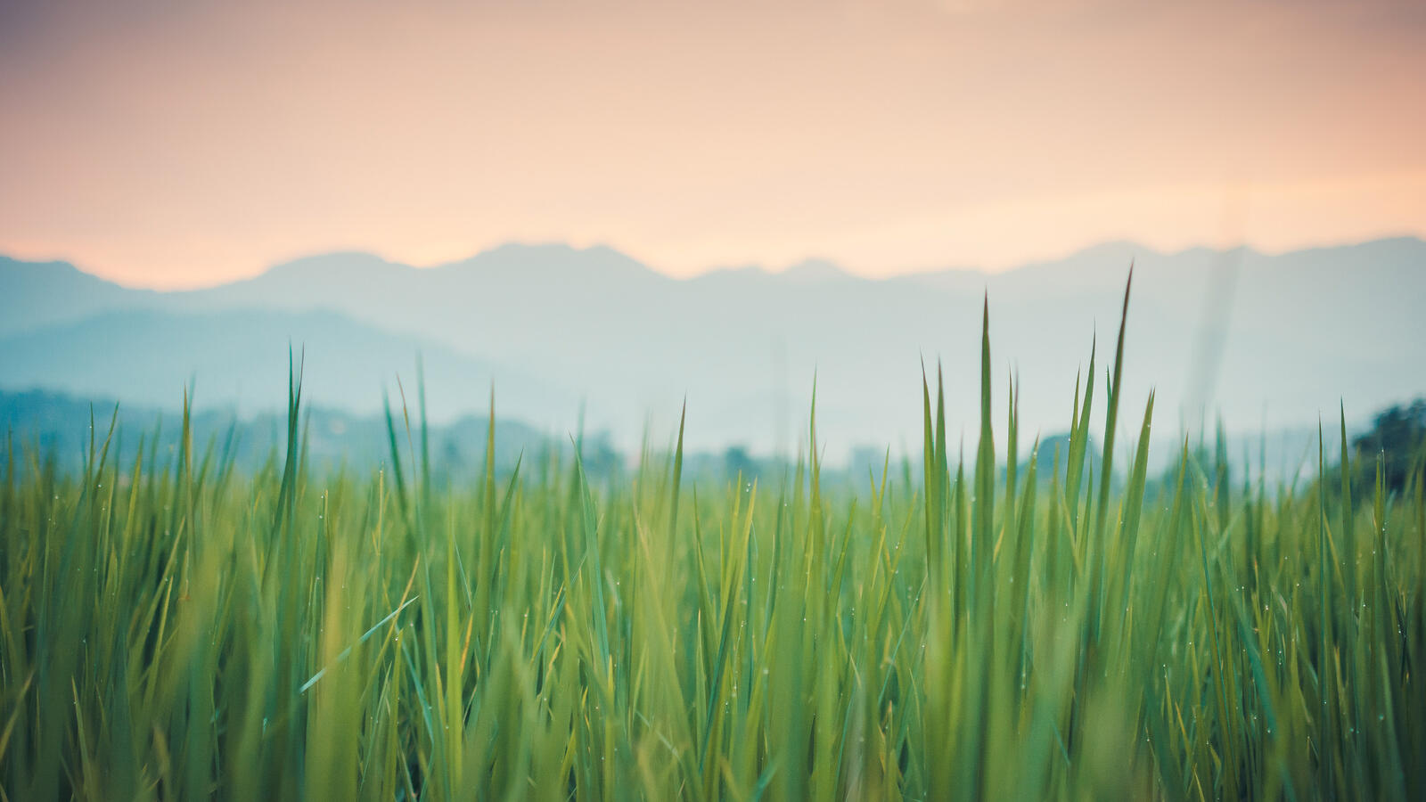 Бесплатное фото Зеленая трава