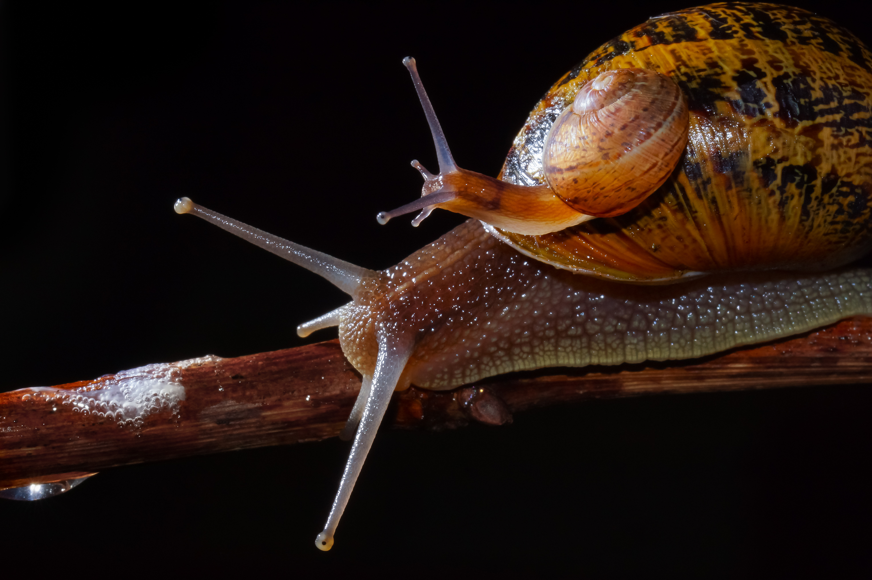 蜗牛壳上有只小蜗牛