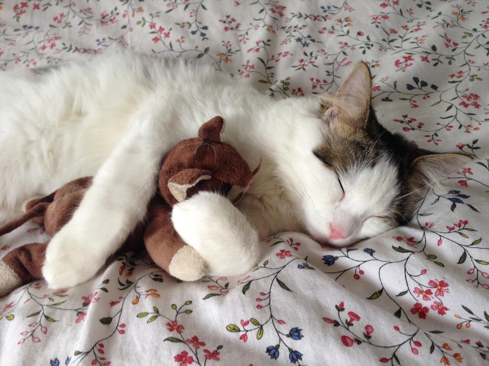 免费照片一只猫依偎着泰迪熊睡觉。