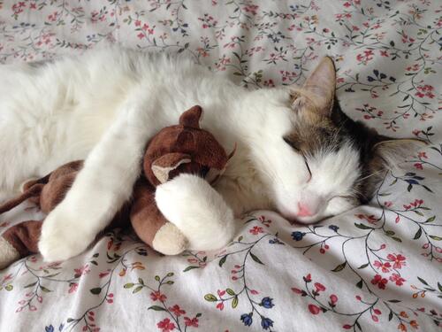 A cat sleeps snuggled up to a teddy bear.