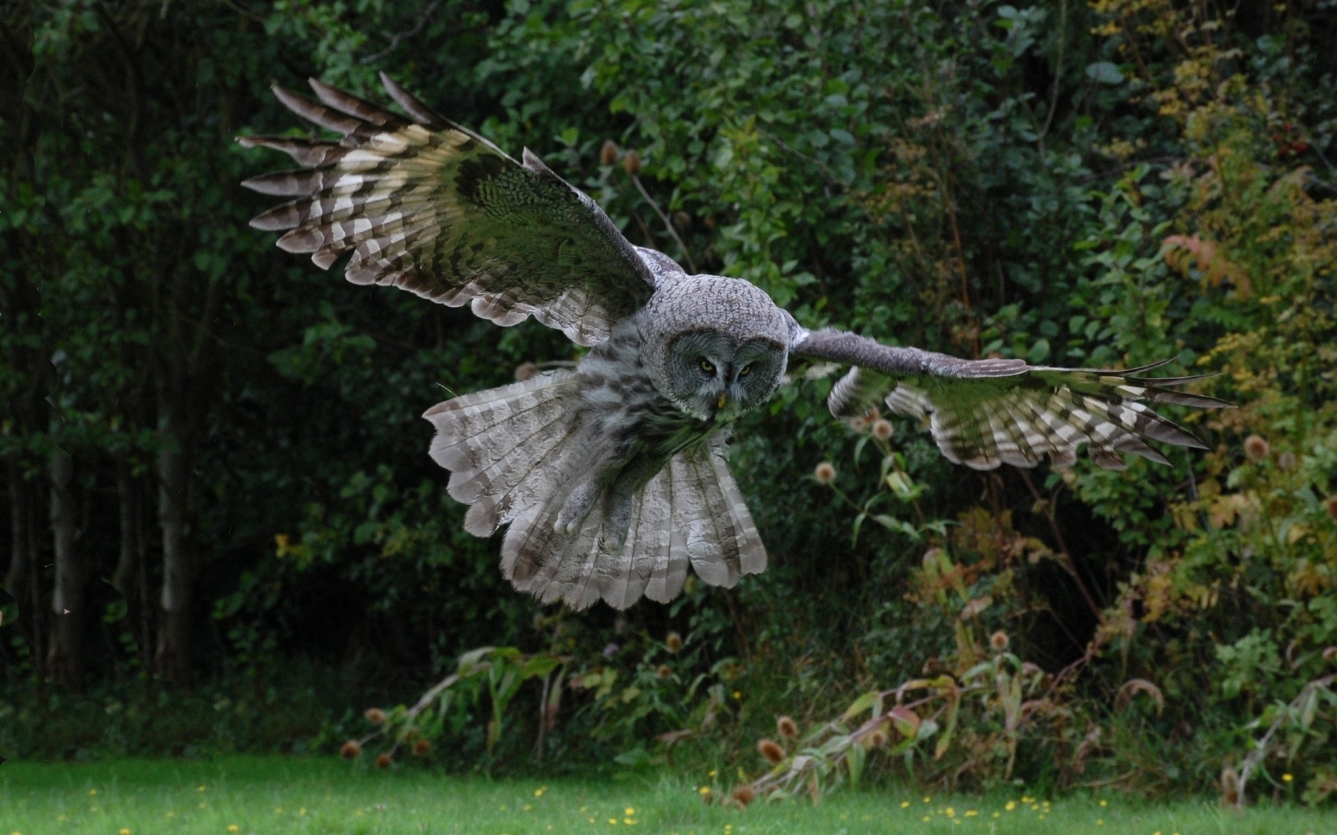Бесплатное фото Серая сова приземляется