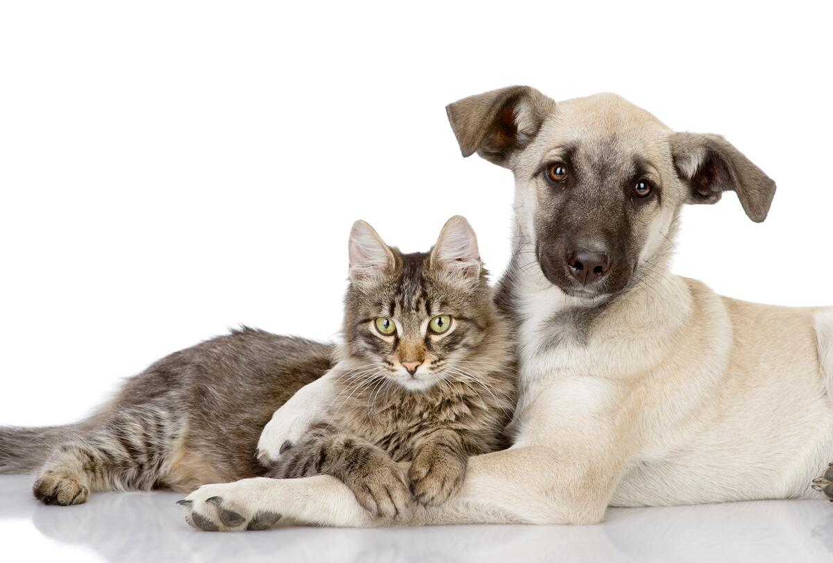 A cat and a dog resting in their arms