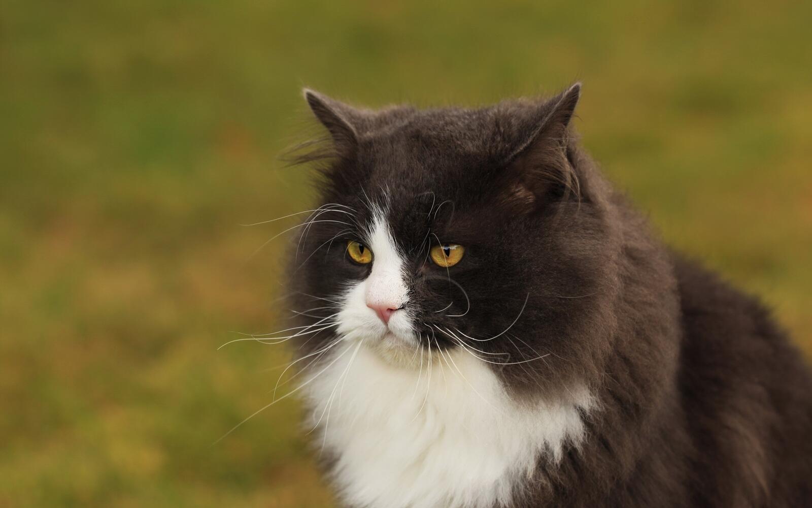 Бесплатное фото Черно-белый сердитый кот