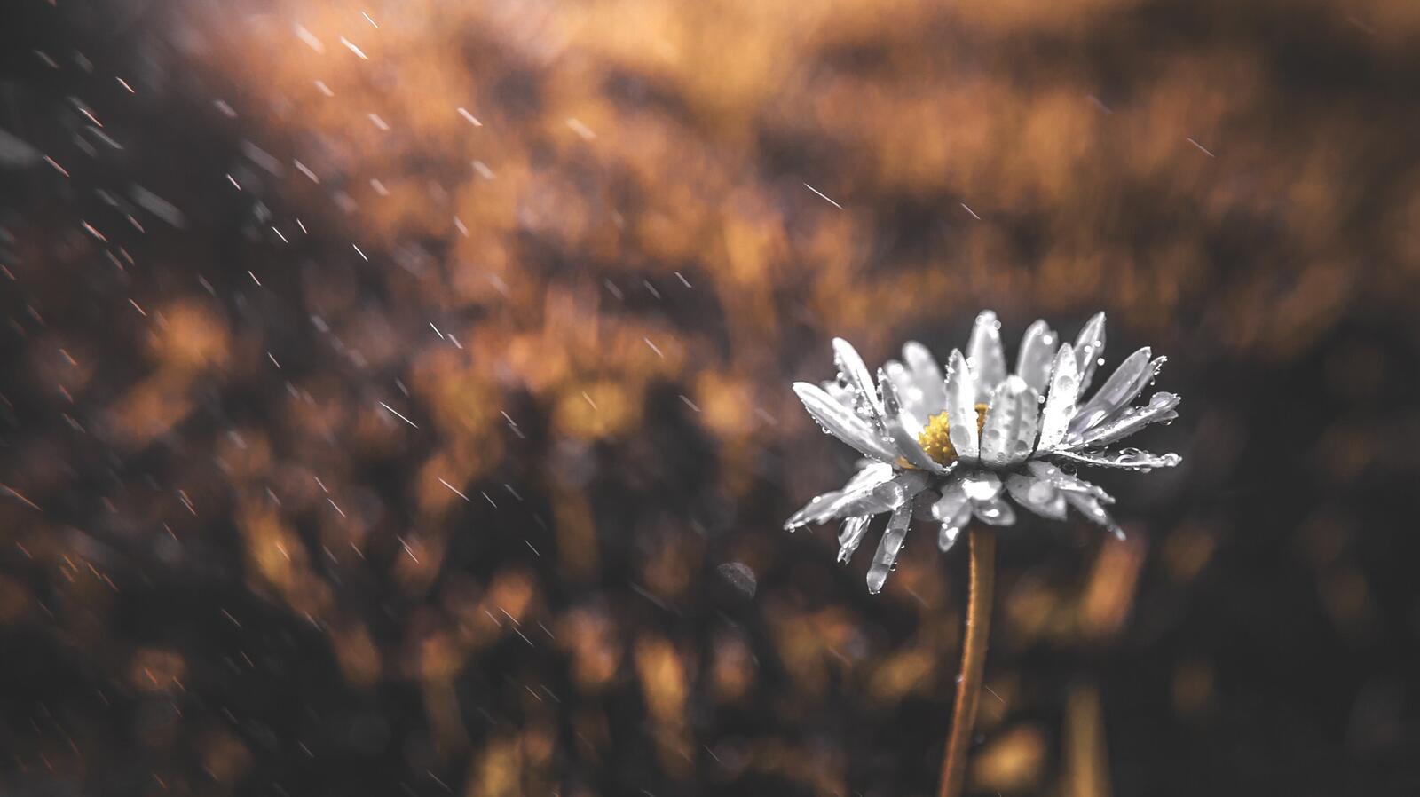 Free photo A daisy in the rain