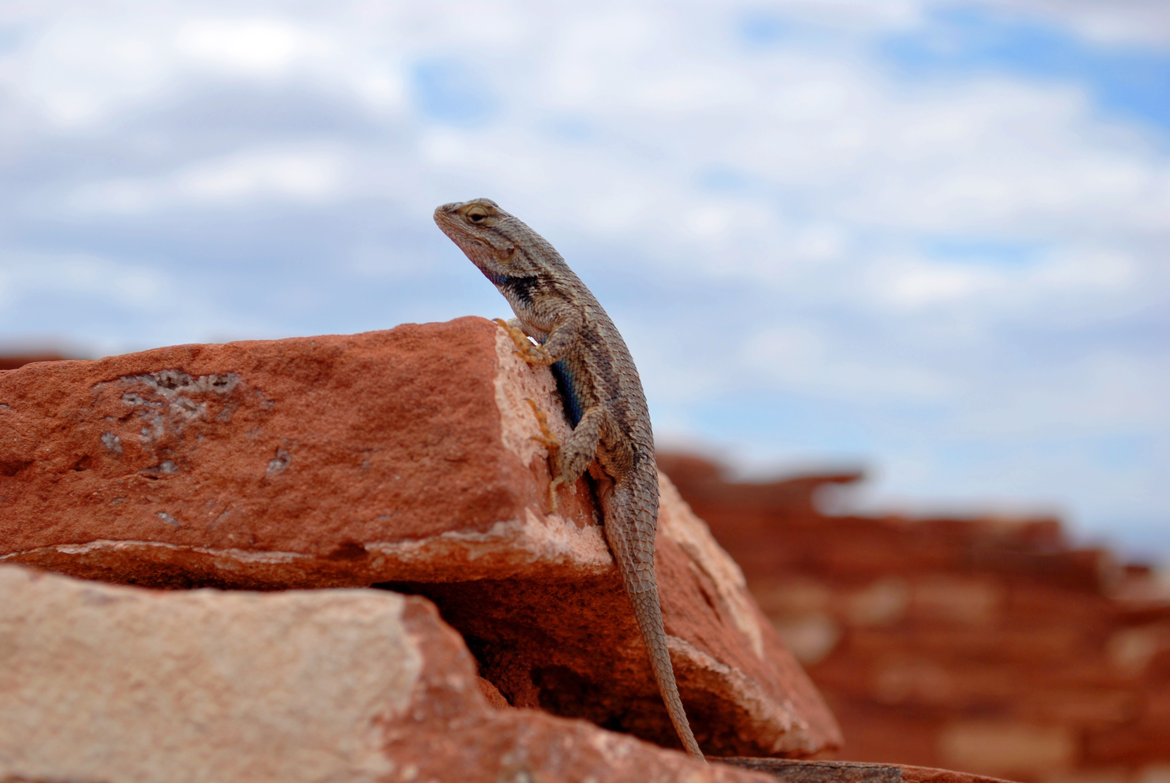 Фото бесплатно обои ящерица, геккон, скалы
