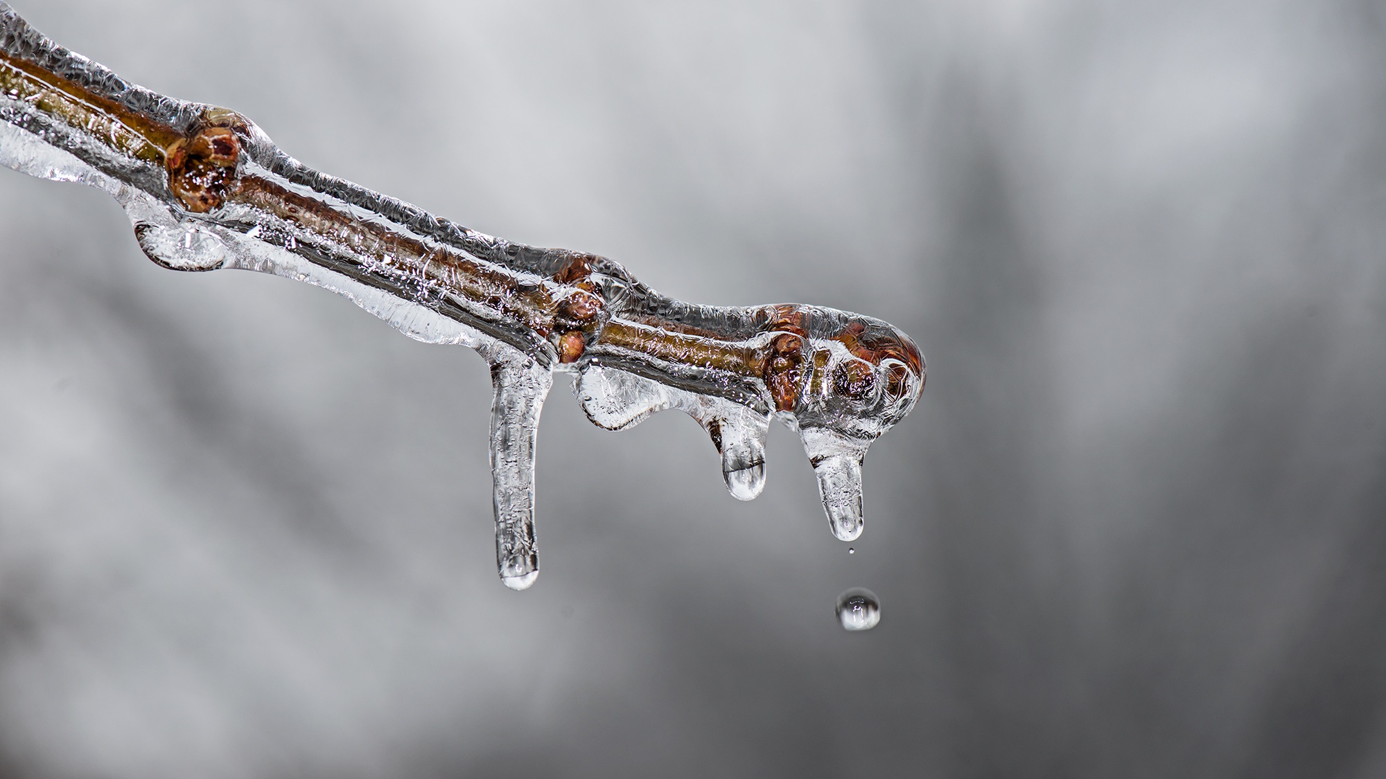 Бесплатное фото Веточка во льду ранней зимой