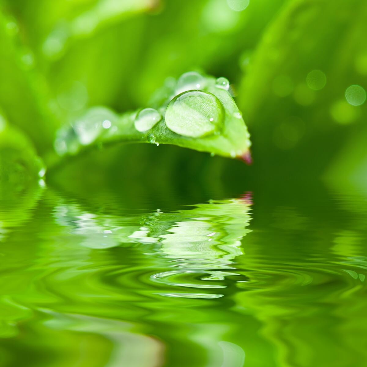 A drop of water on a leaf growing over the water.