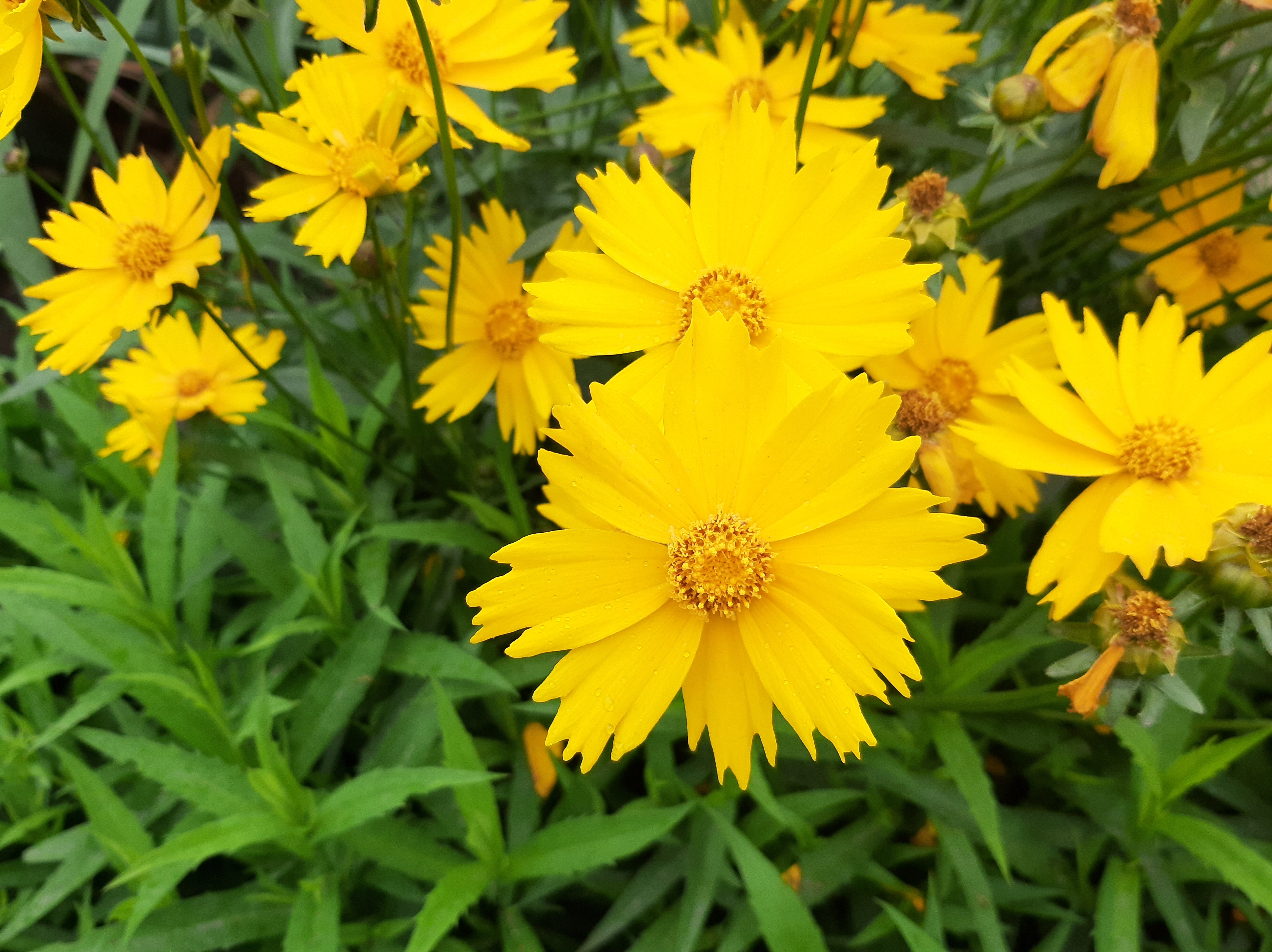 黄色的野花