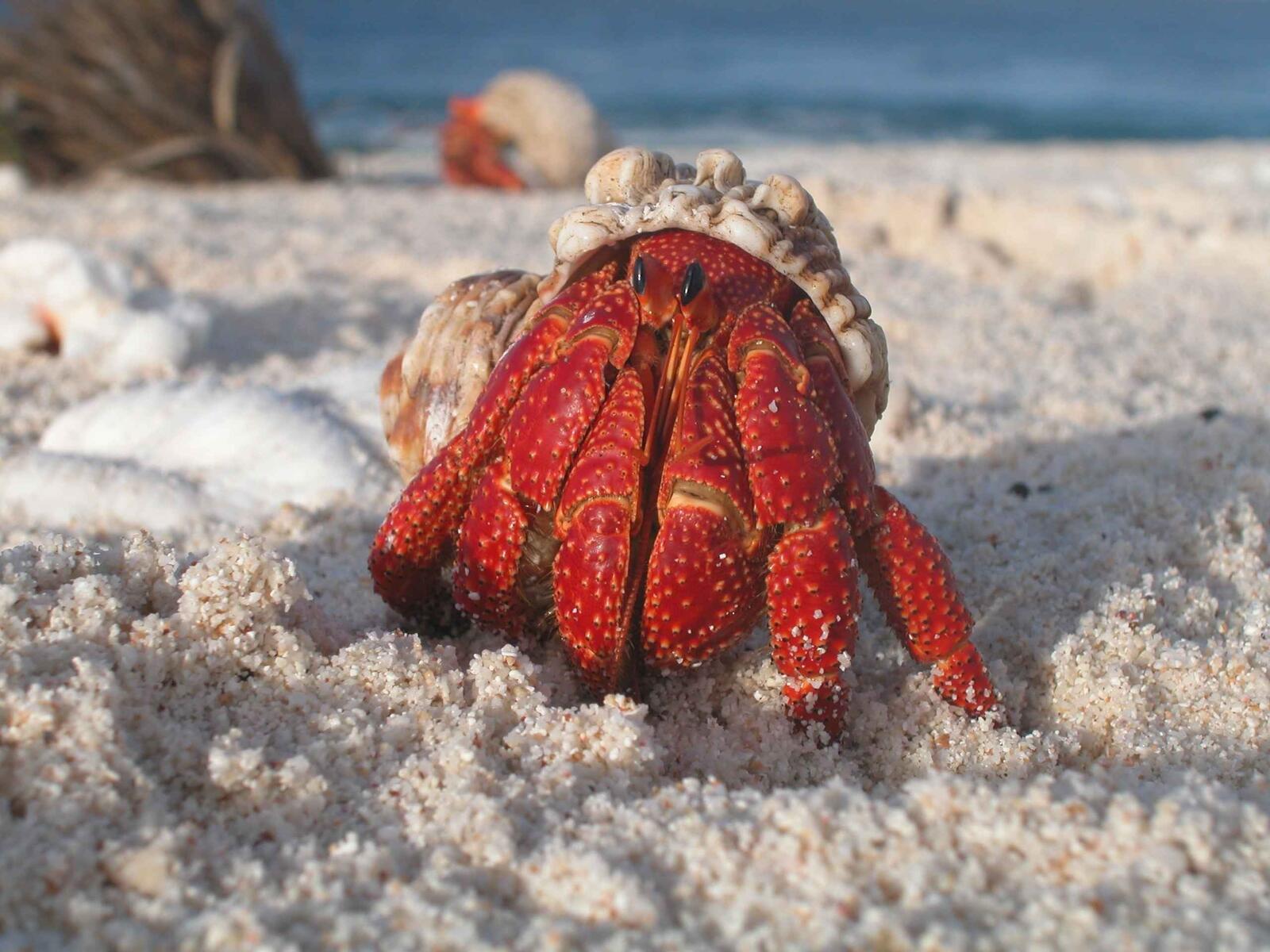 免费照片白沙上可爱的小螃蟹