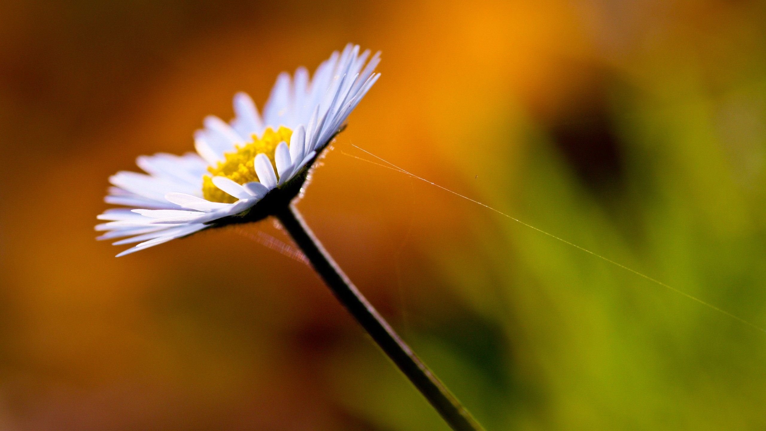 一朵孤独的雏菊，雪白的花瓣