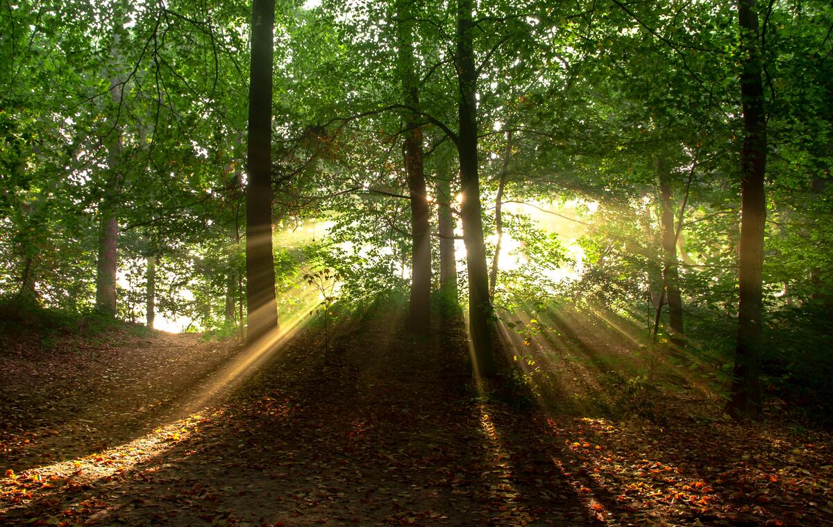 Солнечные лучи в летнем лесу на рассвете