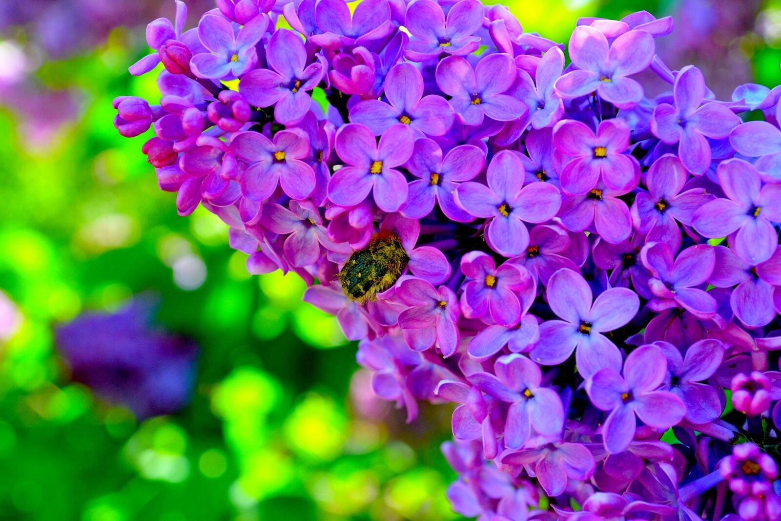 Free photo Beautiful lilac flowers