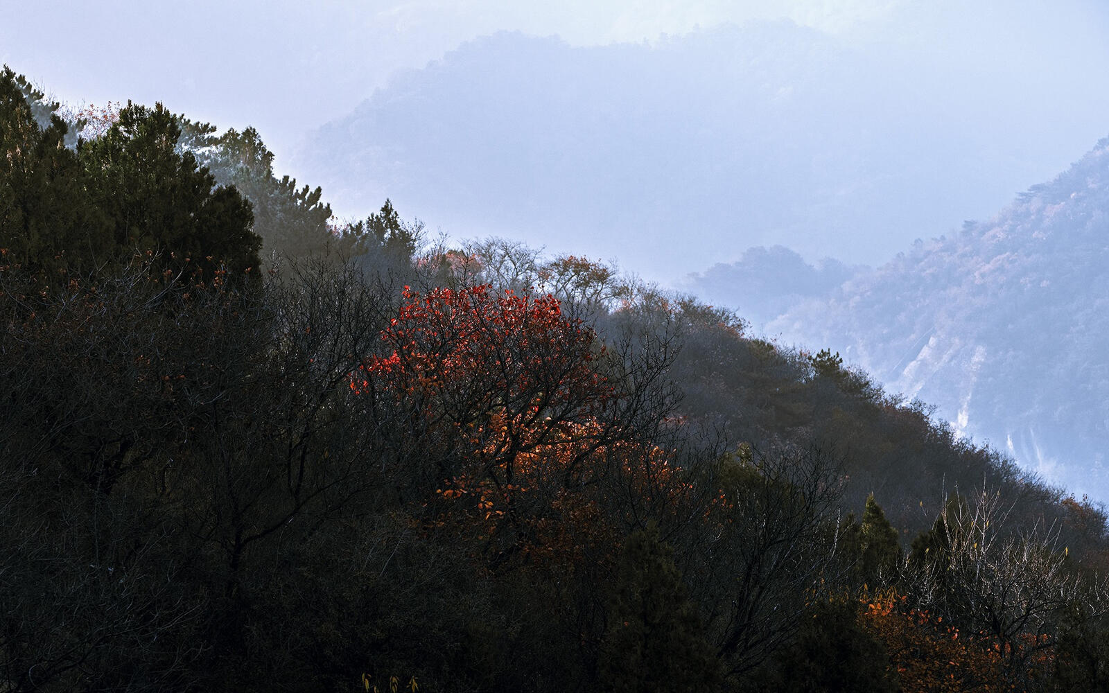 Бесплатное фото Кустарник с деревьями на склоне горы