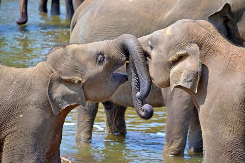 Два слоненка играют в воде