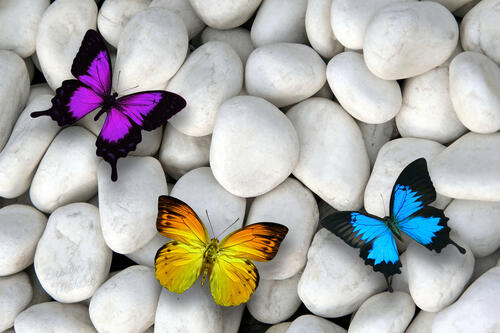 Colored butterflies on white pebbles.