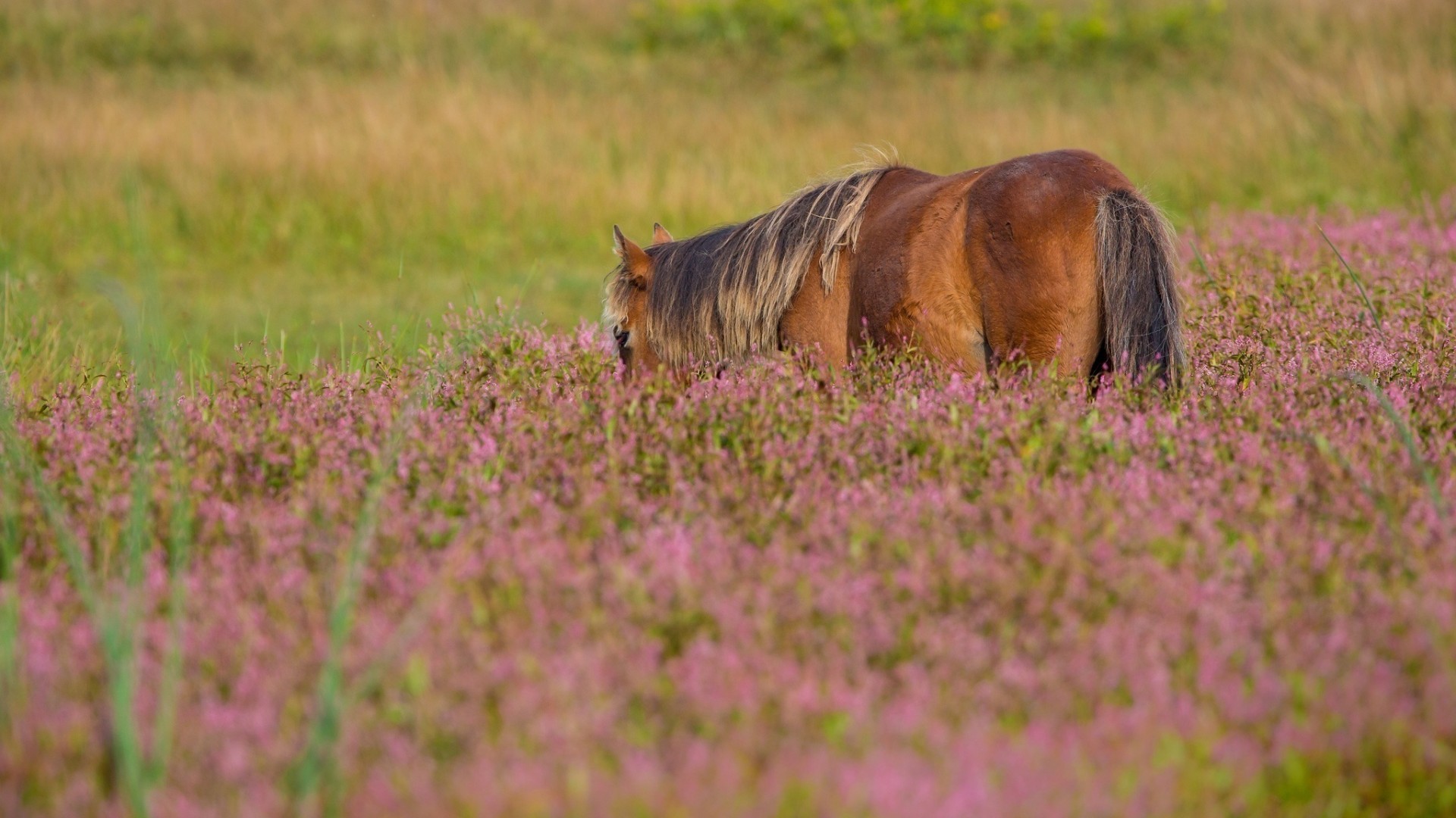 Фото бесплатно животные, лошадь, трава