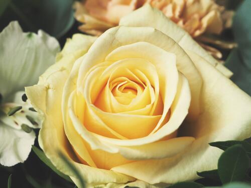 Yellow rosebud close-up