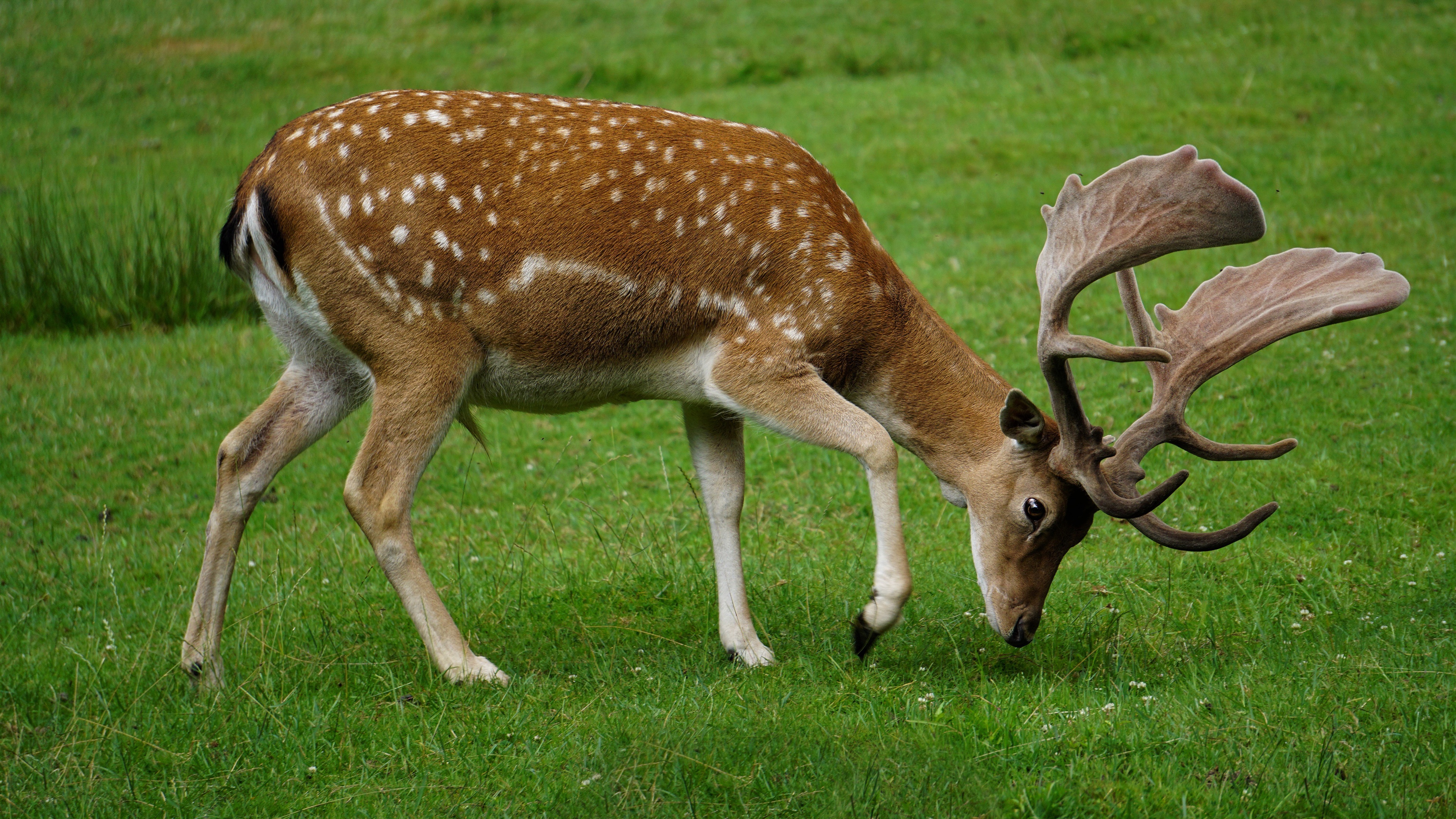 一只母鹿在绿色的草坪上吃草