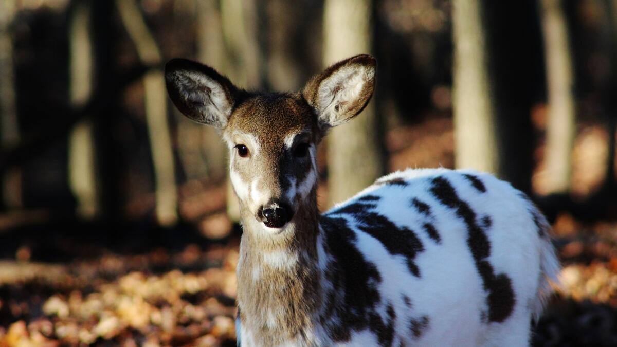 A white-tailed deer against the background of the forest