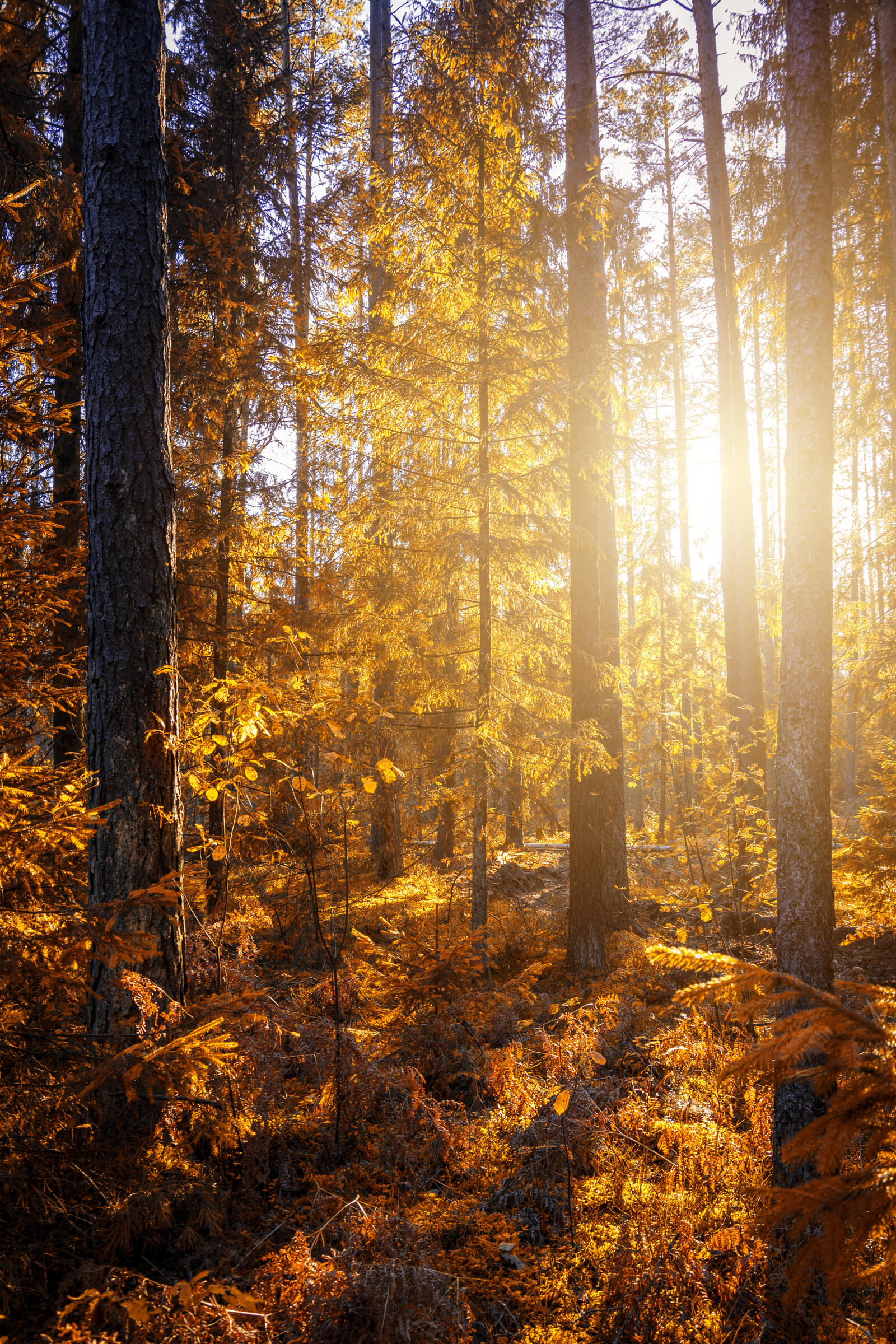 Бесплатное фото Хвойный лес в солнечную погоду