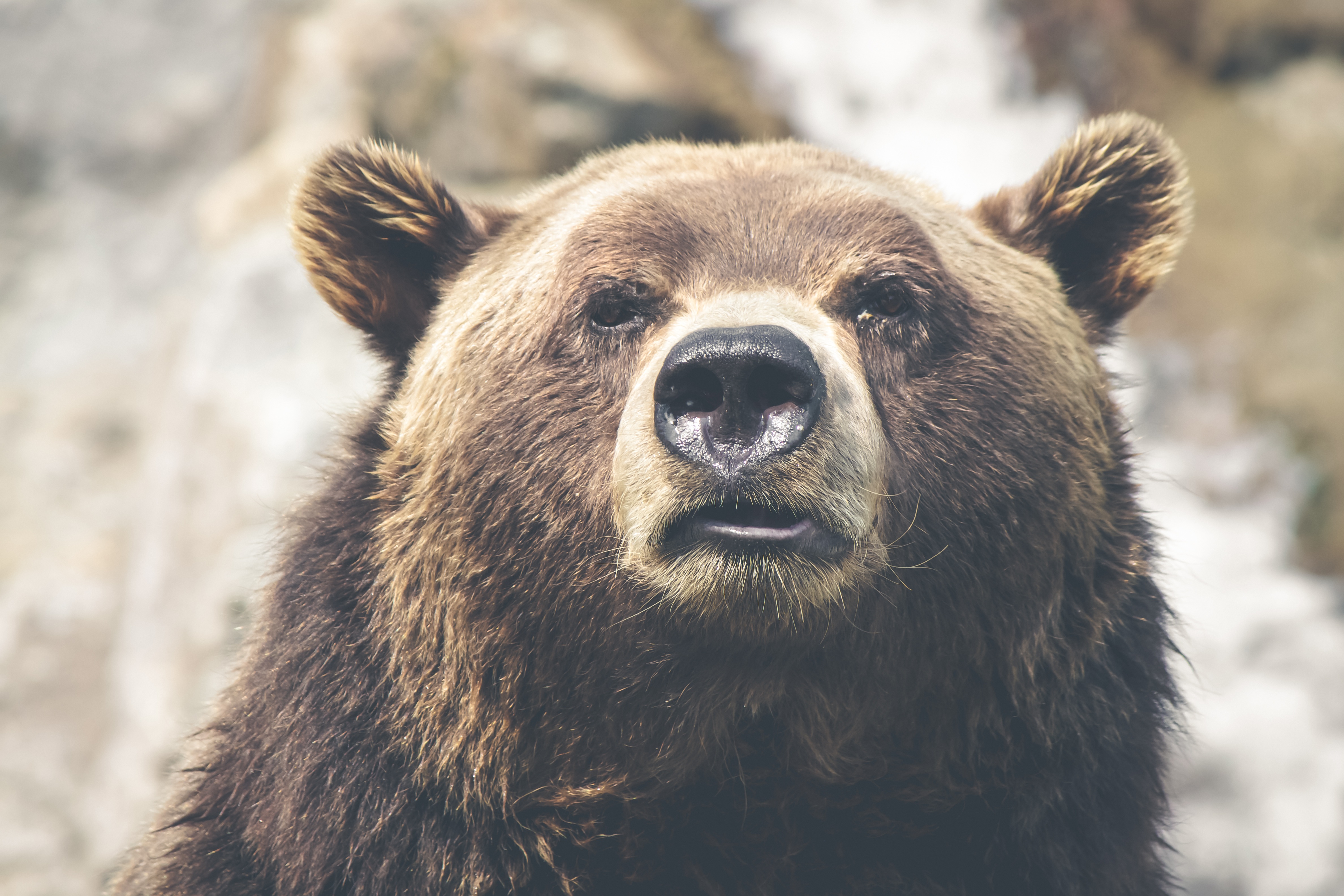 Free photo Portrait of a brown bear