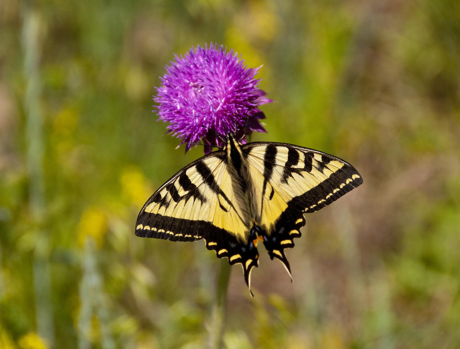 Бесплатное фото Бабочка села на полевой цветок