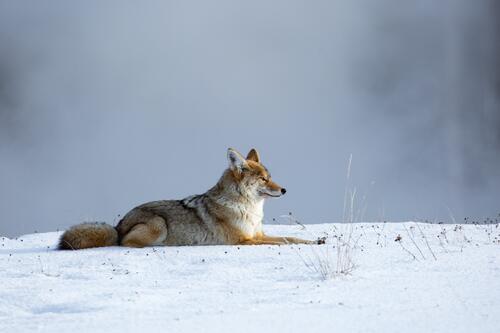 A wild coyote lying in the snow
