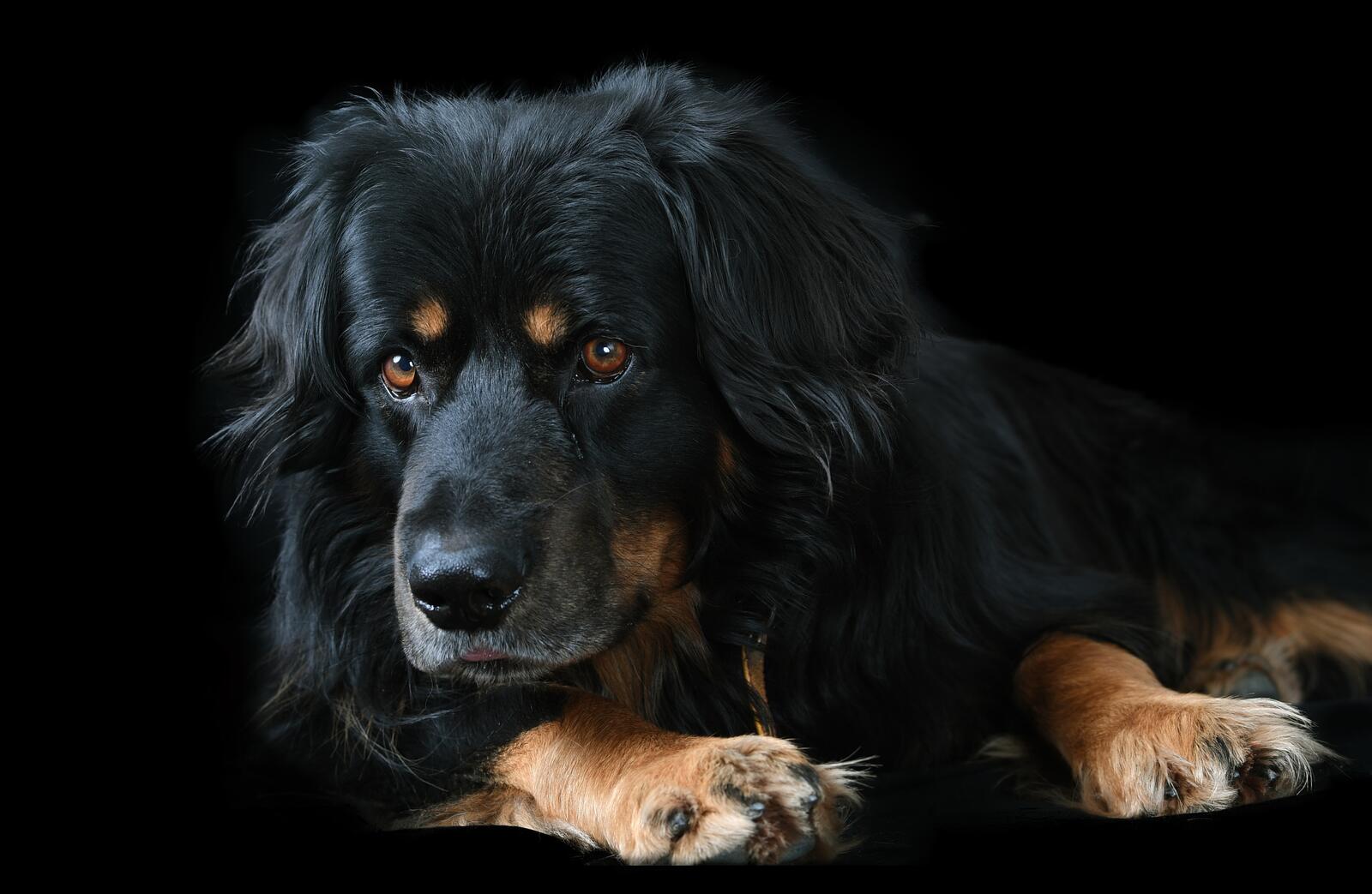 Бесплатное фото Черный пес на темном фоне