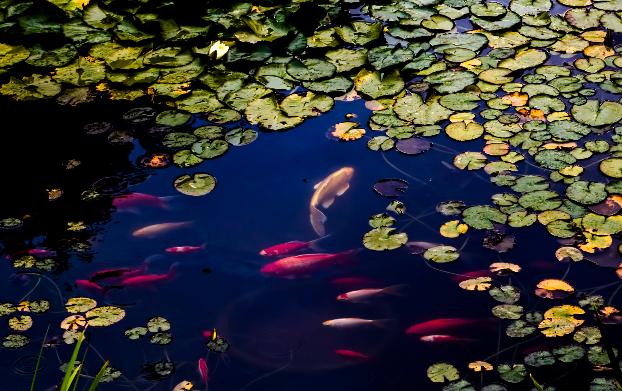 Бесплатное фото Золотые рыбки в искусственном пруду