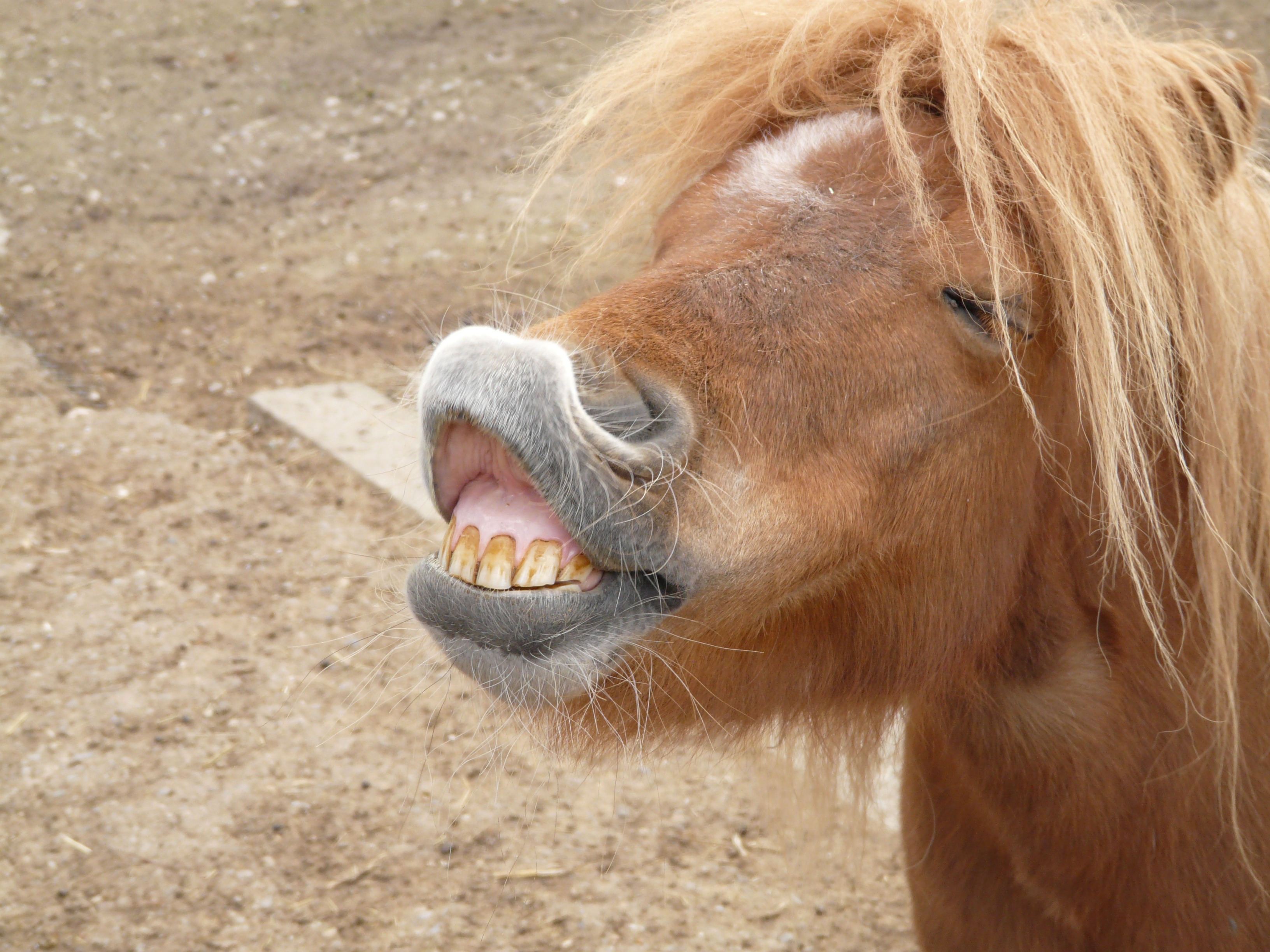 Лошадь прикольные картинки. Смешная лошадь. Смешная морда лошади. Лошадь ржет. Милые лошади.