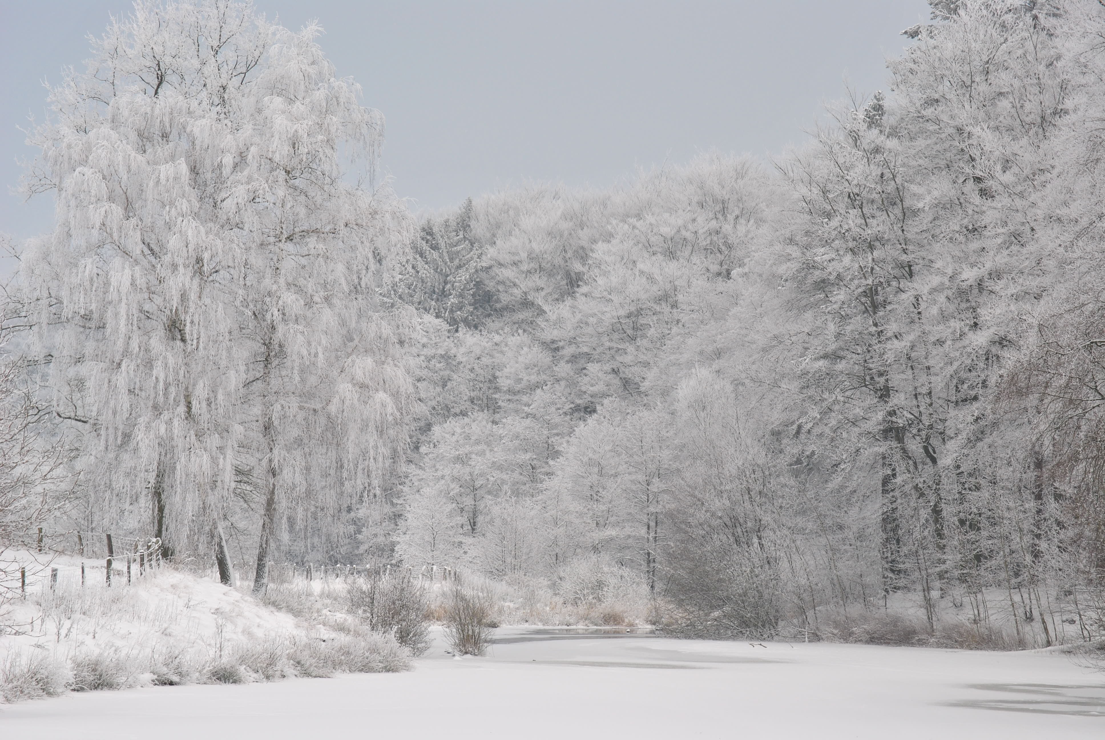 白色的冬天包裹着森林中的河流