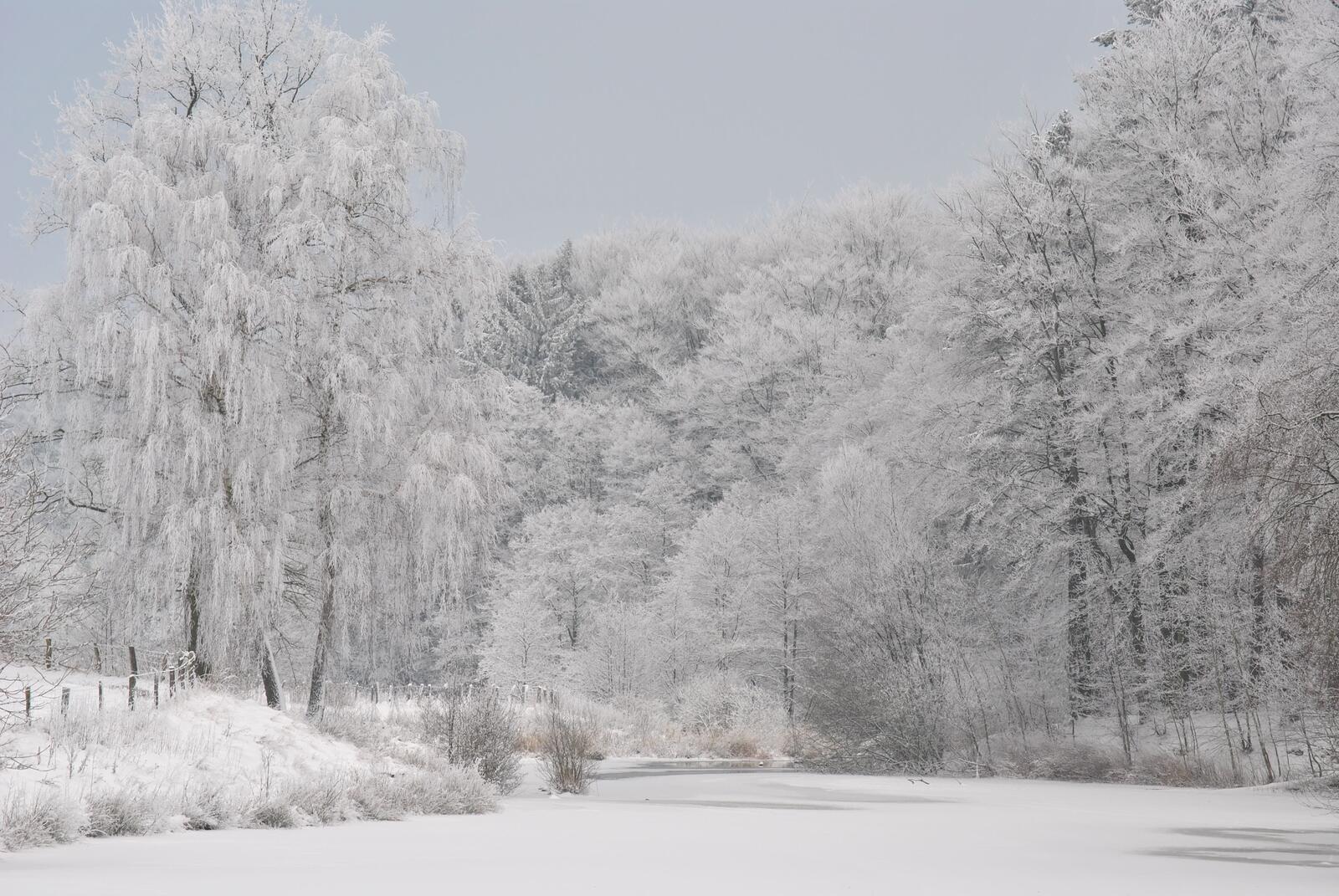 Бесплатное фото Белоснежная зима укутала реку в лесу