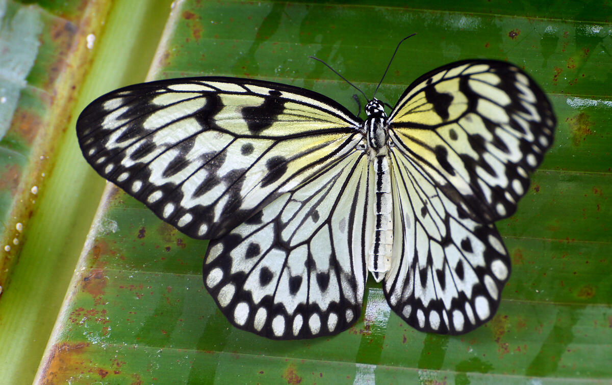 Бабочка белокрылка расправила крылышки