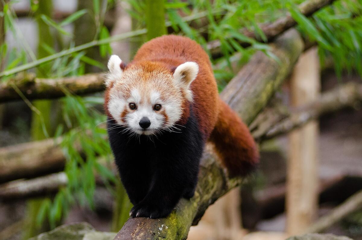 A small panda on a tree trunk