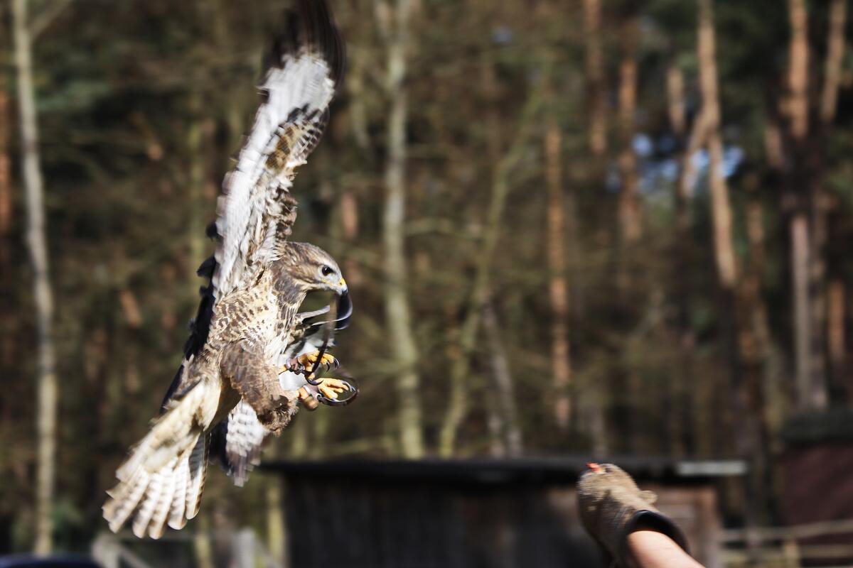 Falcon landing on the arm