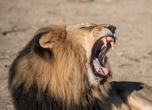 A yawning lion with a thick mane