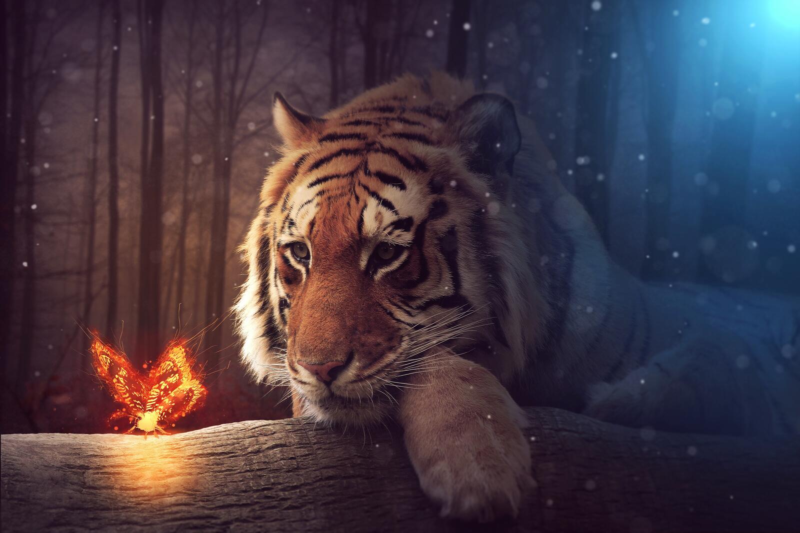 Free photo A sad tiger with a fiery butterfly.