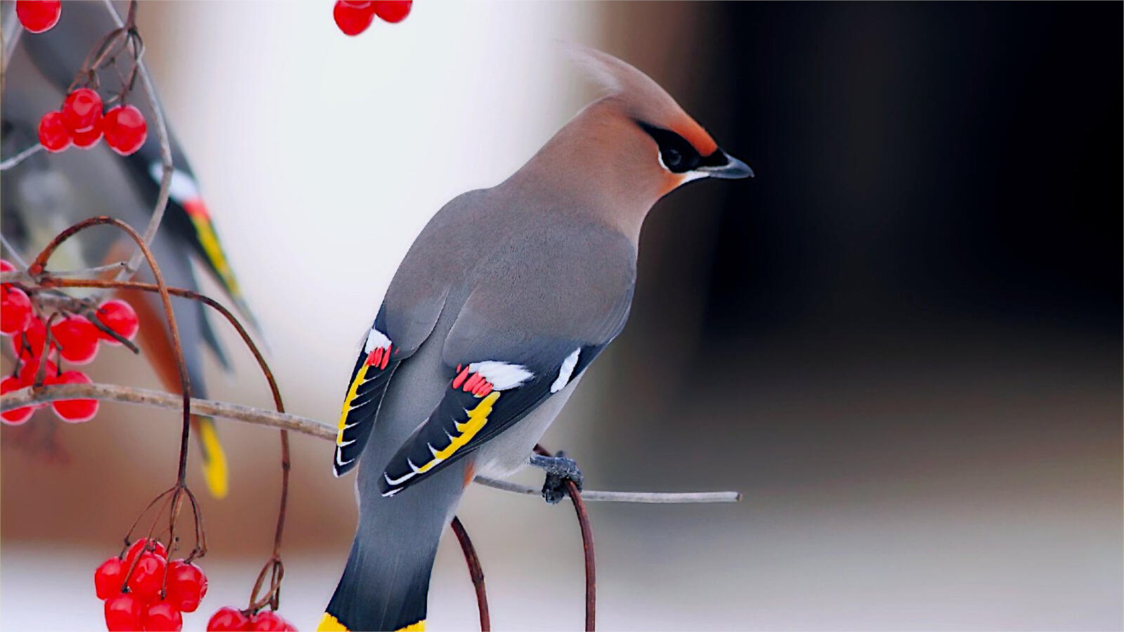 免费照片一只雀鸟坐在有浆果的树枝上