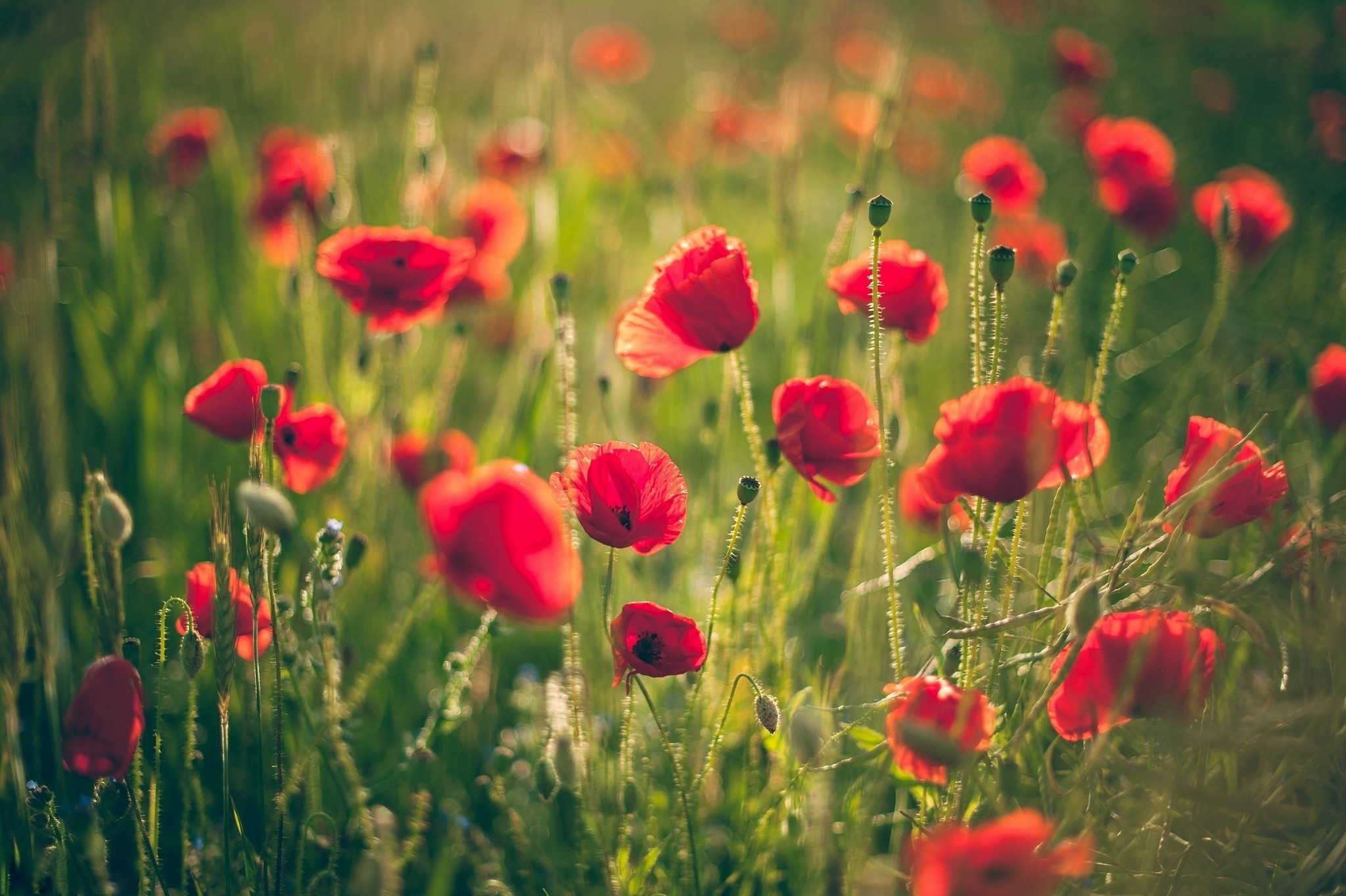 Free photo A field of red poppies