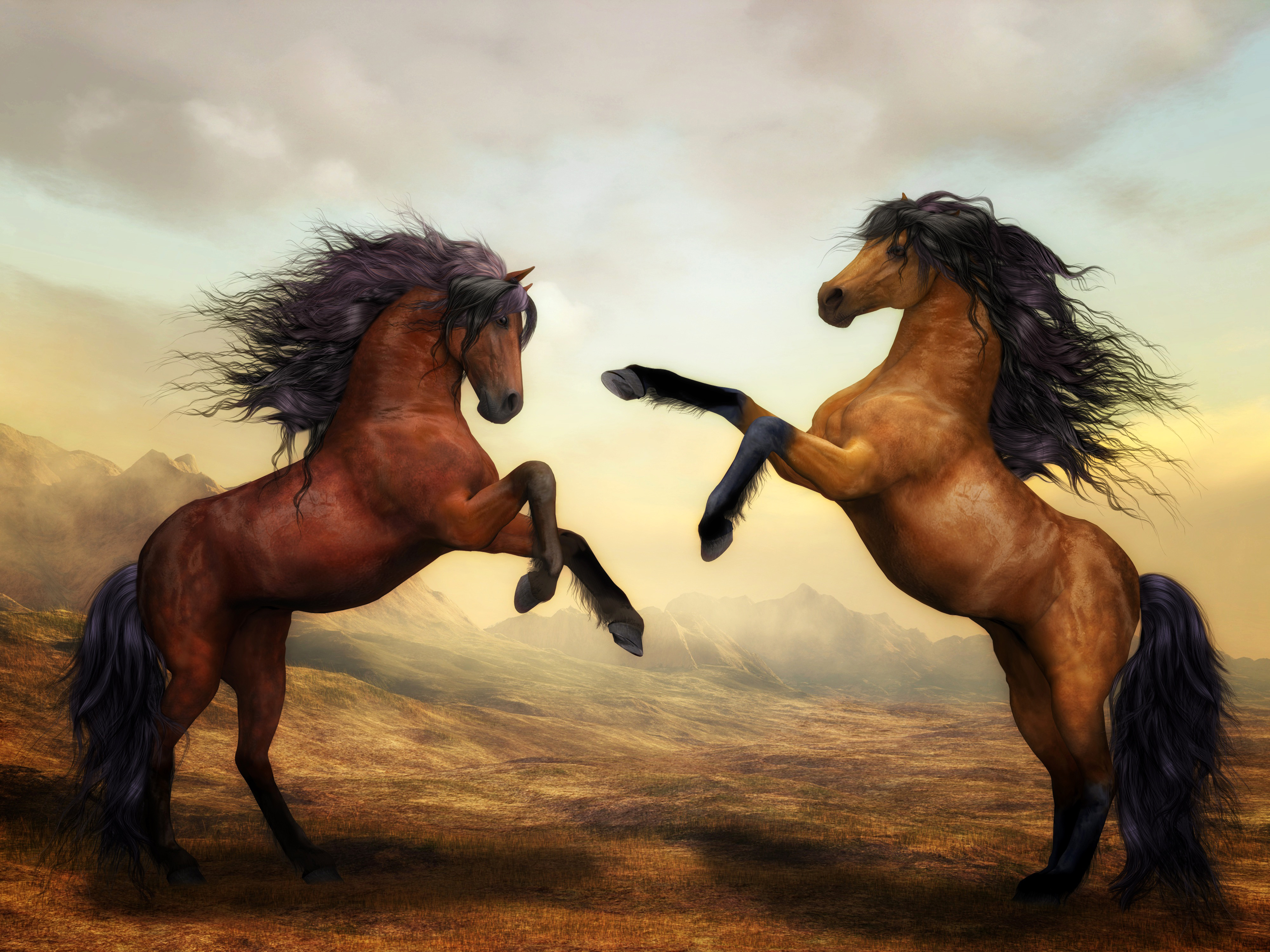 免费照片两匹马的照片壁纸