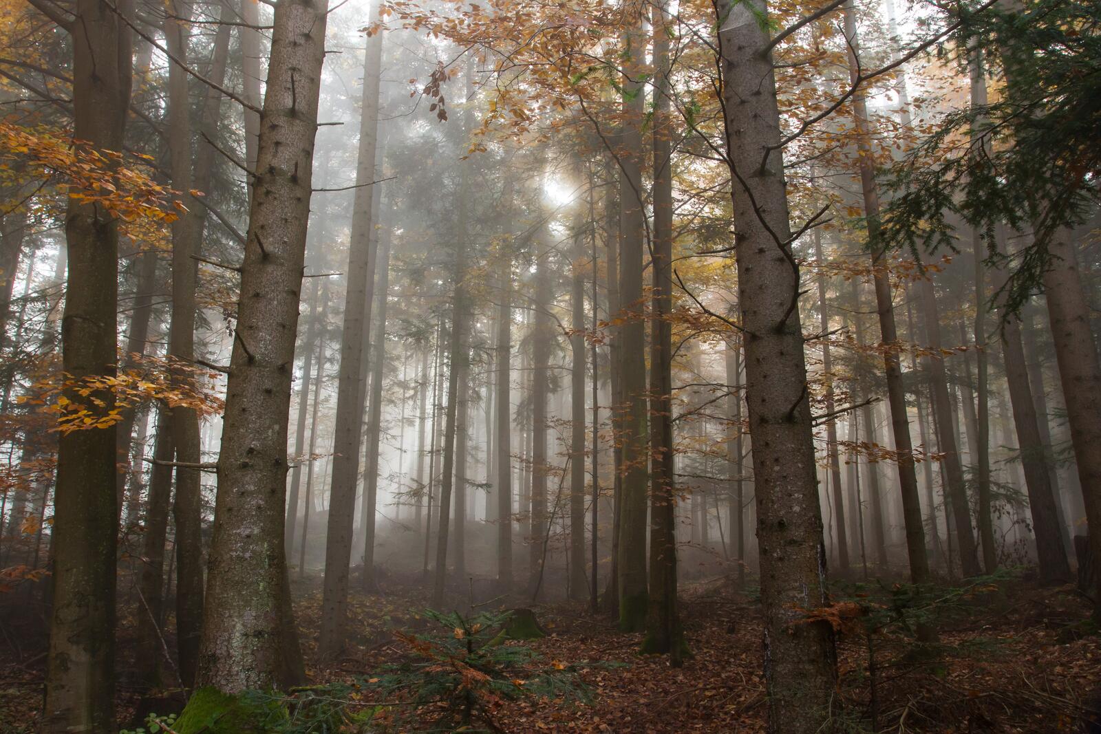 Free photo Autumn foggy forest