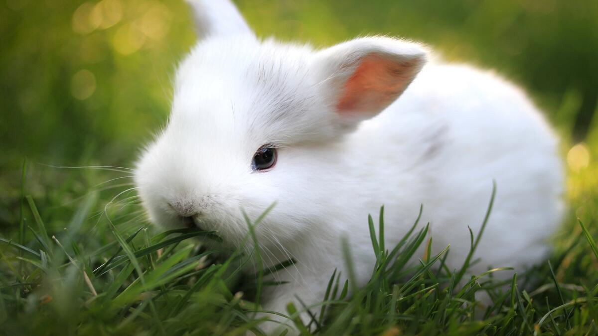 A very cute white rabbit is eating a blade of grass.