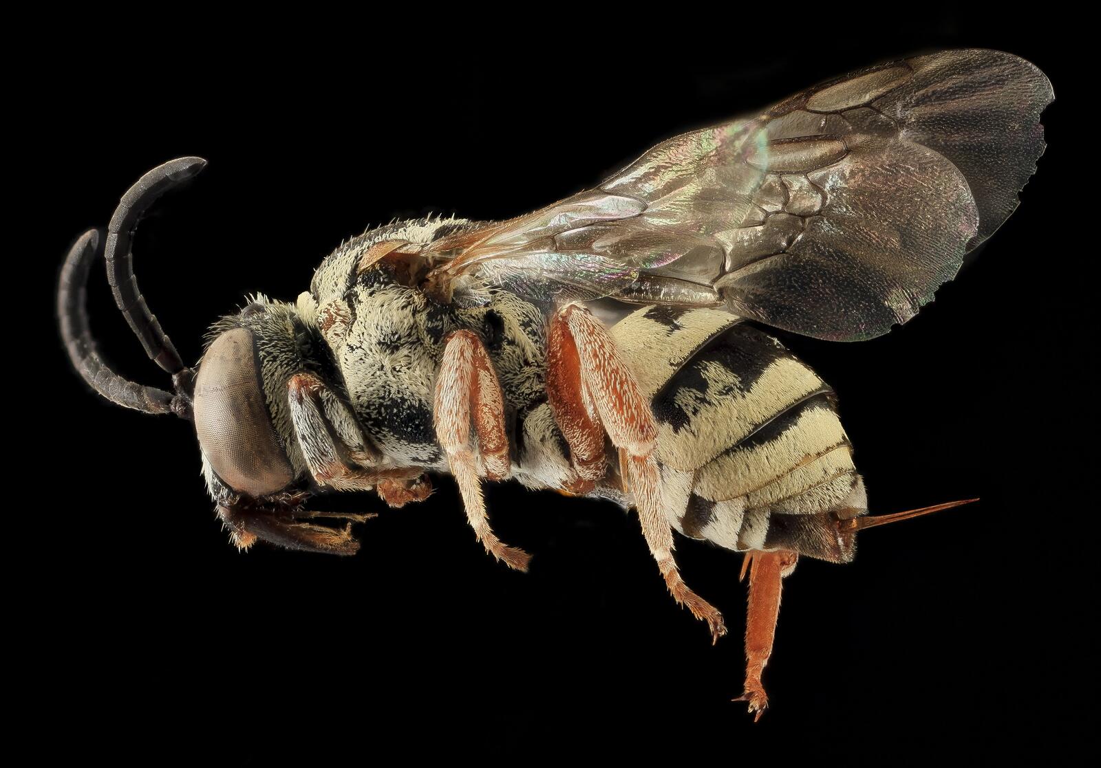Бесплатное фото Пчела на черном фоне