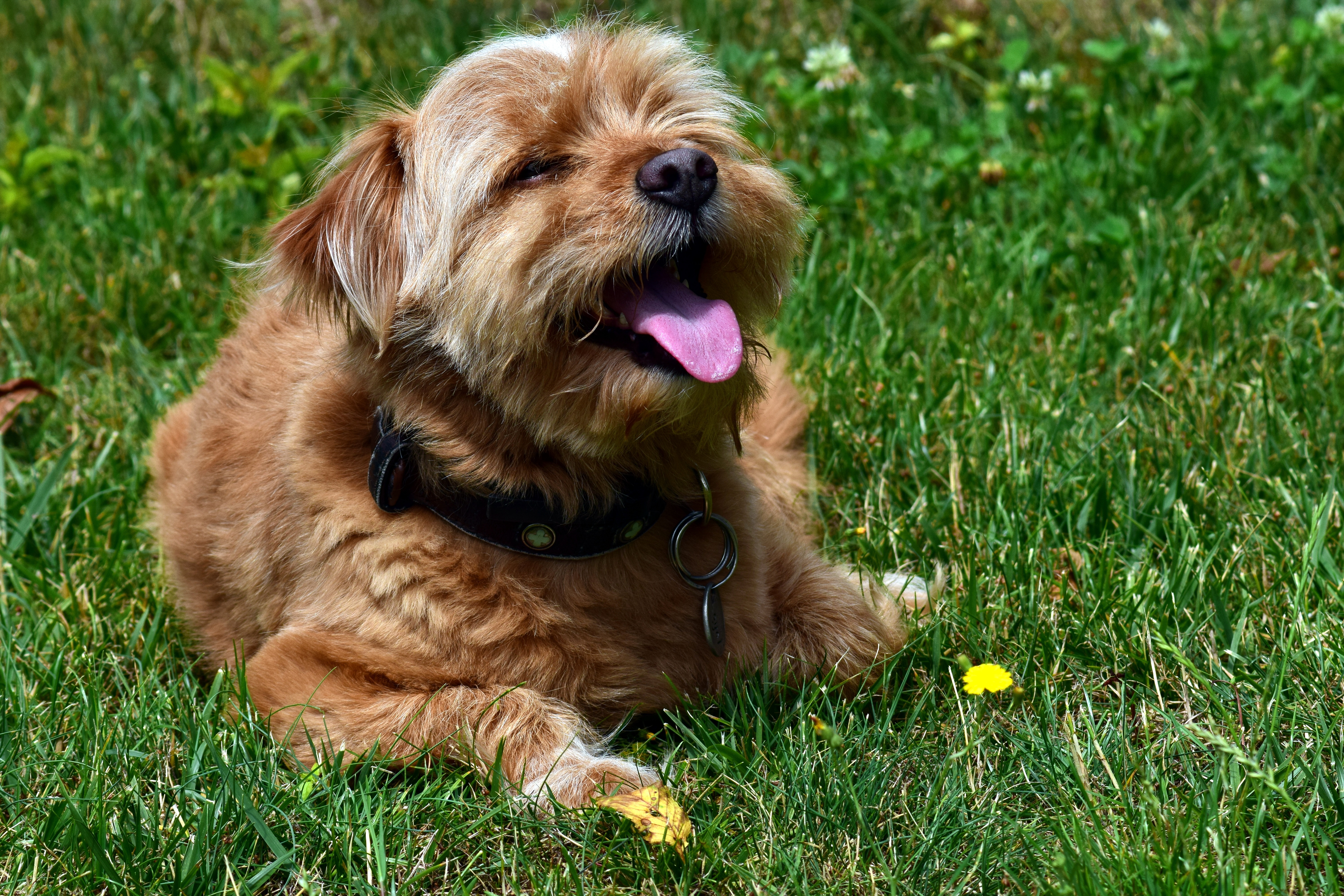 草坪上躺着一只伸着舌头的猎犬。